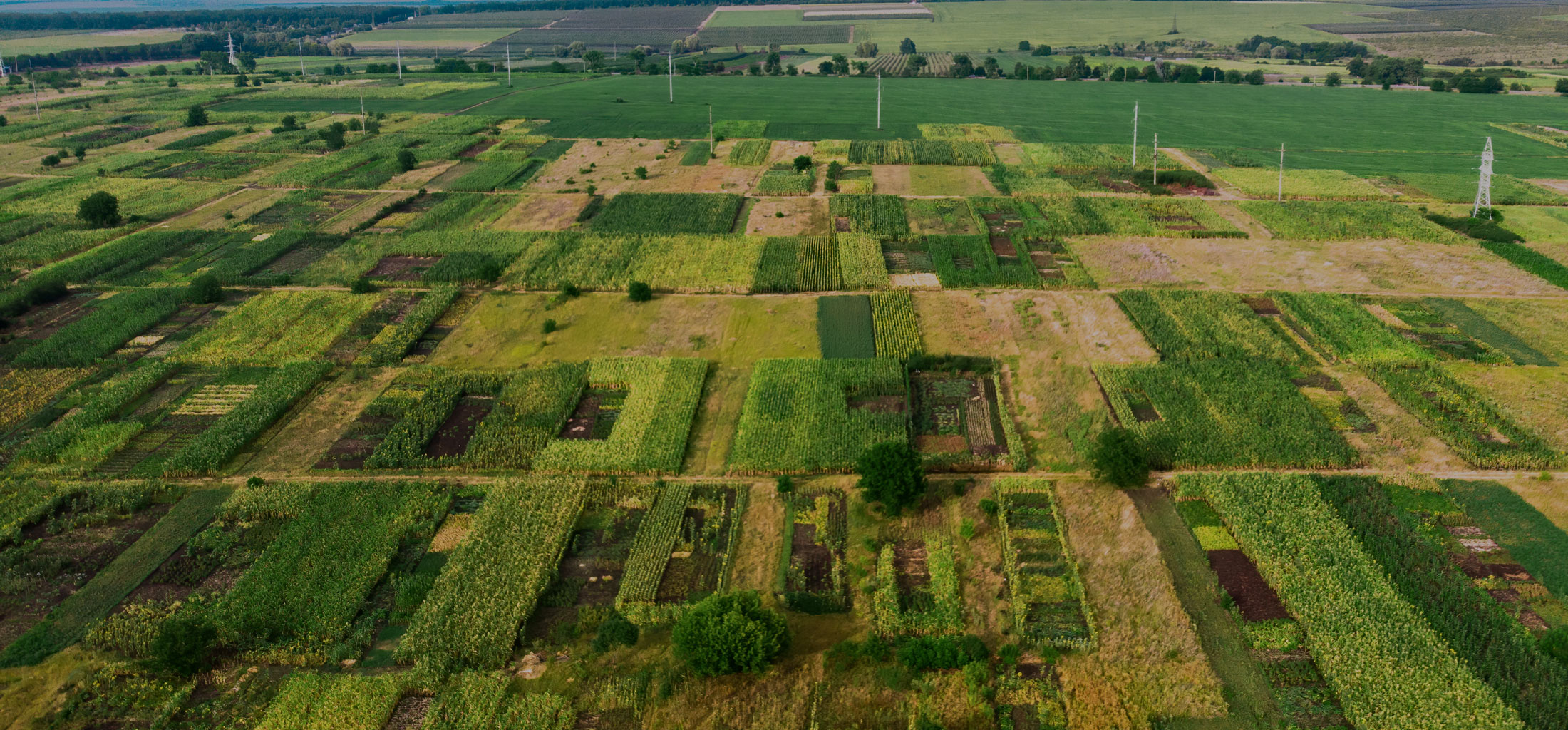 Master Layout Banner